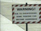 Guy attacked by a huge pigeon